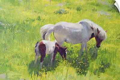 Piebald horse and foal