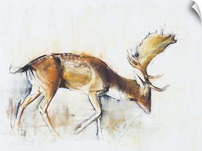 Pisanello Buck, 2006