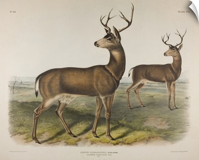 Plate 106 Cervus Richardsonii, Aud And Bach Columbian Black-Tailed Deer, 1848