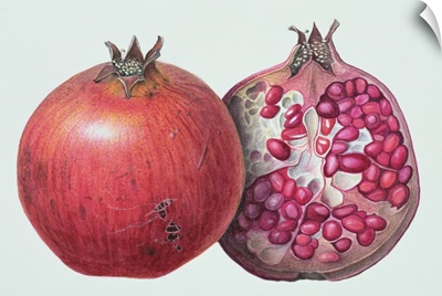 Pomegranate, 1995