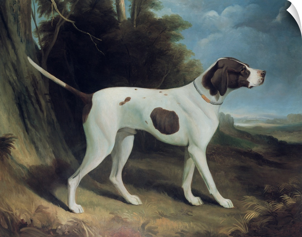 BAL4877 Portrait of a liver and white pointer (oil on canvas)  by Garrard, George (1760-1826); Roy Miles Fine Paintings; E...