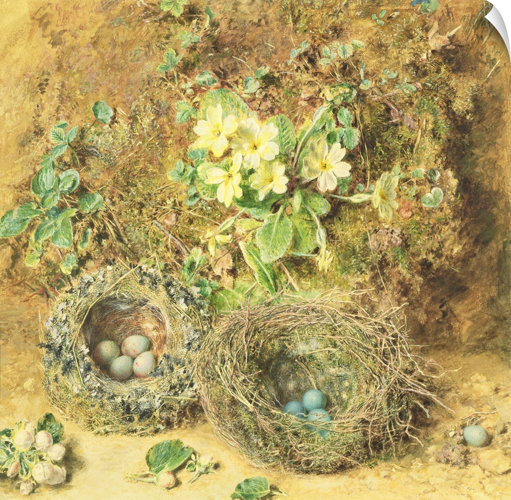 BAL8306 Primroses and Birds' Nests (w/c on paper)  by Hunt, William Henry (1790-1864); watercolour on paper; Victoria