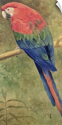 Red and Blue Macaw