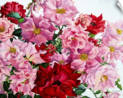Red and Pink Roses, 2008