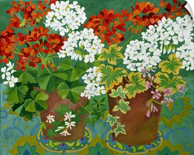 Red and white geraniums in pots, 2013