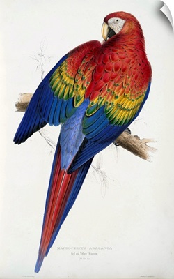 Red And Yellow Macaw From Illustrations Of The Family Of Parrots, Pub 1832