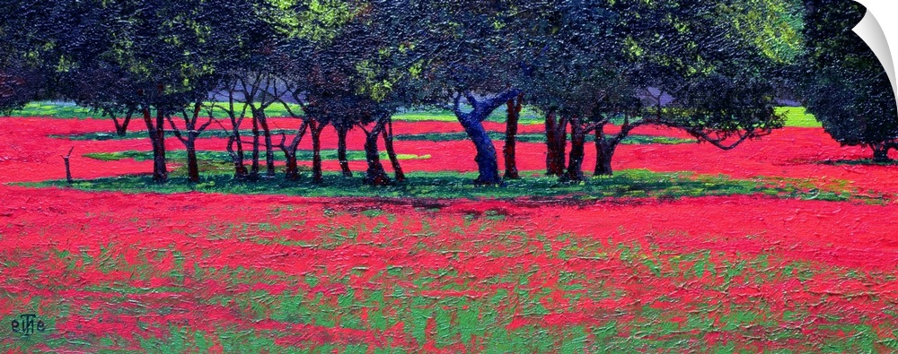 Panoramic photo of a field or red flowers with clusters of tree in the middle of the field.