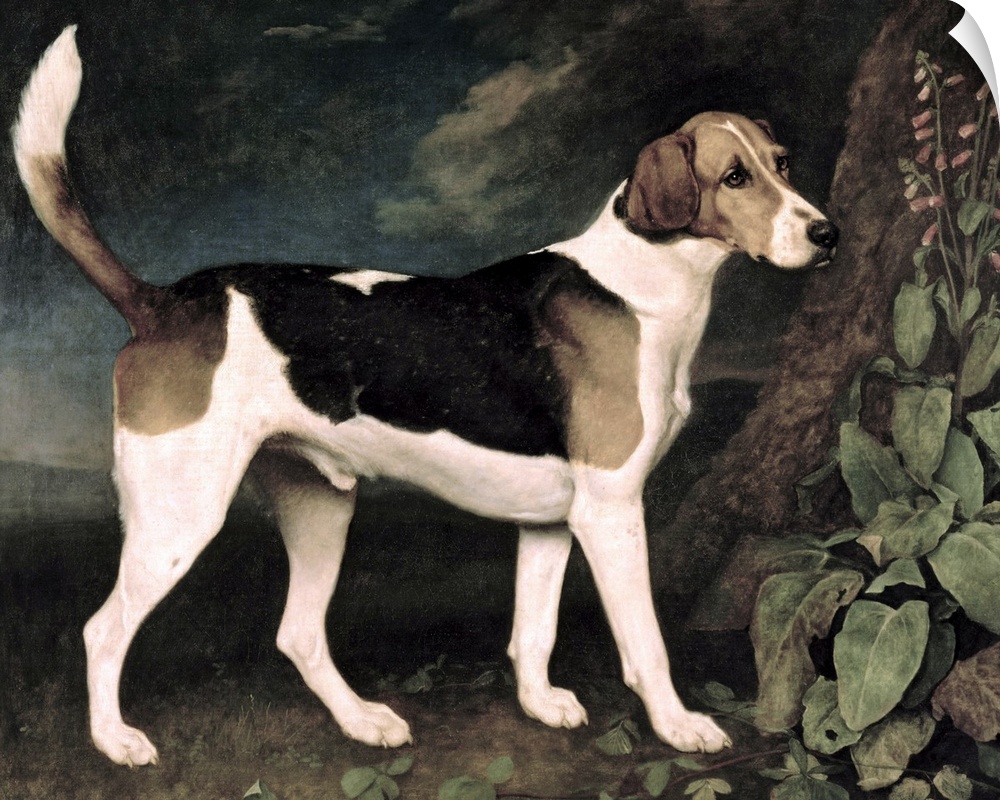 BAL1579 Ringwood, a Brocklesby Foxhound, 1792 (oil on canvas)  by Stubbs, George (1724-1806); 100x126 cm; Private Collecti...