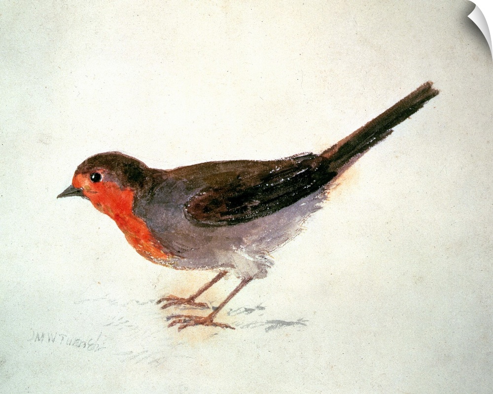 Robin, from The Farnley Book of Birds, c.1816 (pencil and w/c on paper) by Joseph Mallord William Turner (1775-1851)Leeds ...
