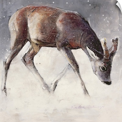 Roe Buck, Winter, 2000