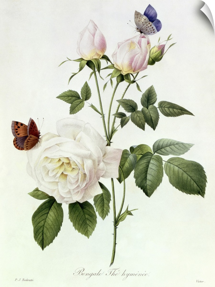 Classic botanical illustration of  two butterflies on a rose and rosebuds on a white background.