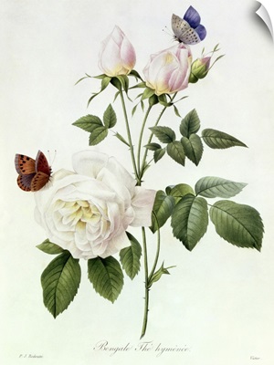 Rosa: Bengale the Hymenes, from Les Roses, 19th century