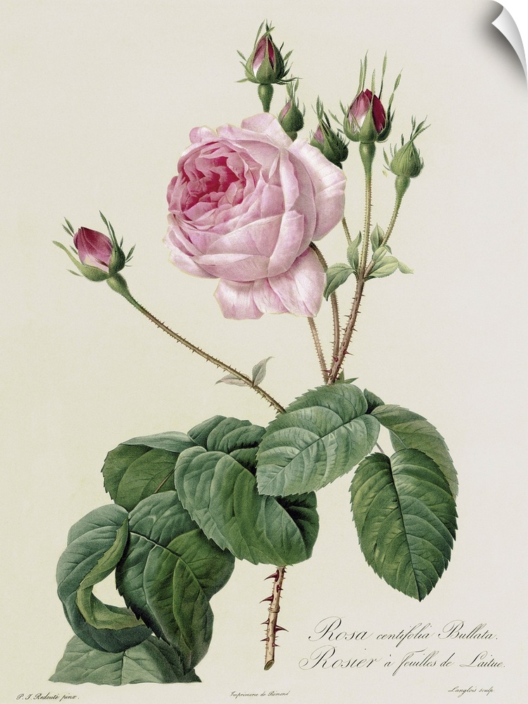 BAL8414 Rosa Centifolia Bullata, from 'Les Roses', 19th century (coloured engraving  by Redoute, Pierre Joseph (1759-1840)...