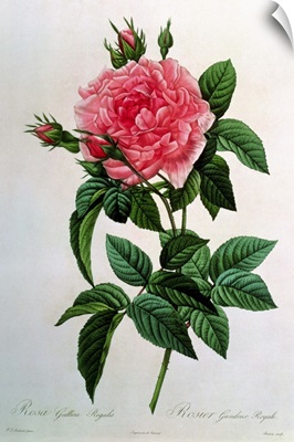 Rosa Gallica Regallis, from Les Roses, 19th century