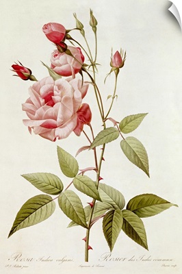 Rosa Indica Vulgaris, from Les Roses by Claude Antoine Thory