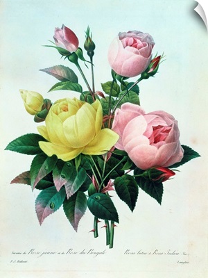 Rosa Lutea and Rosa Indica, from Les Choix des Plus Belles Fleurs, 1827