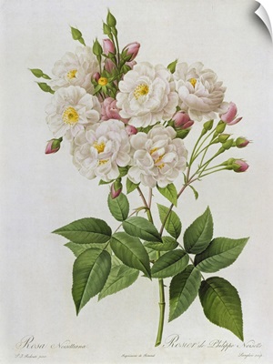 Rosa Noisettiana, fromLes Roses, 19th century 9coloured engraving)