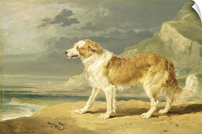 Rough-coated Collie, 1809