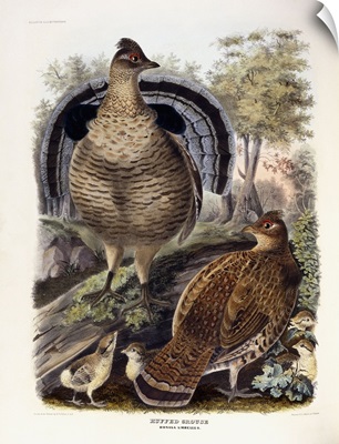 Ruffed Grouse, 1865