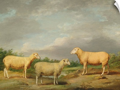 Ryelands Sheep, the King's Ram, the King's Ewe and Lord Somerville's Wether, c.1801-07