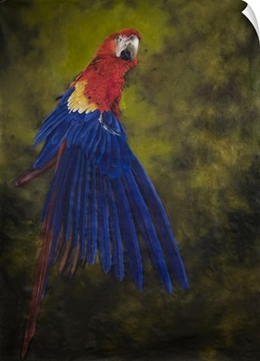 Scarlet Macaw 2, 2009