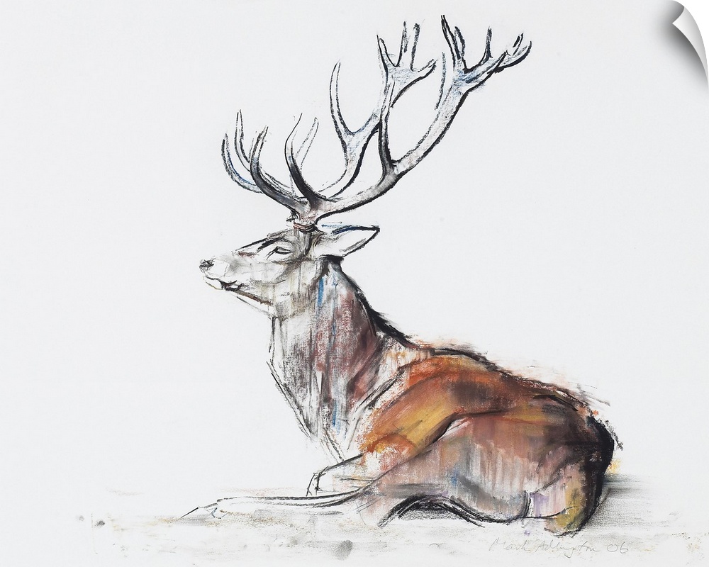 Big sketch on canvas of a deer on a blank background.