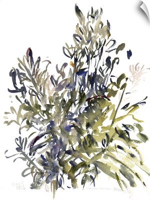 Senecio and Other Plants, 2003