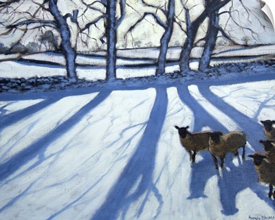 Sheep in snow, Derbyshire