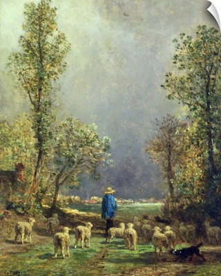 Sheep watching a Storm