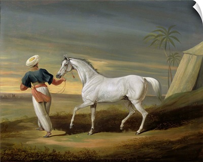 Signal, a grey Arab, with a Groom in the Desert