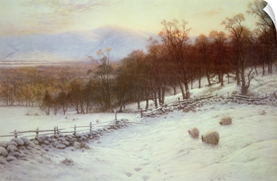 Snow Covered Fields with Sheep