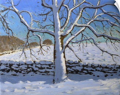 Snow Covered Tree, 2011