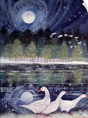Snow Geese, 1995