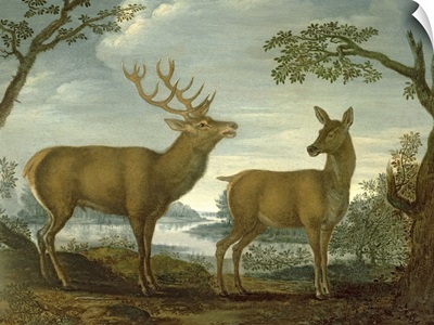 Stag and hind in a wooded landscape