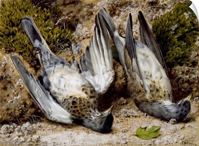Still Life With Two Dead Birds
