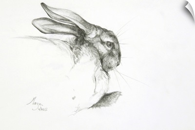 Study of a Rabbit, 2005