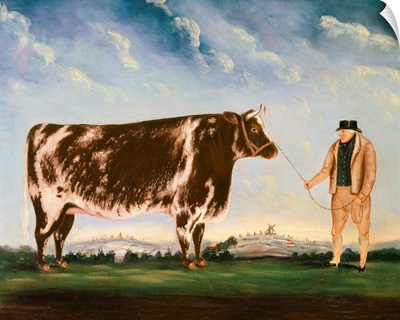 Study of a Shorthorn