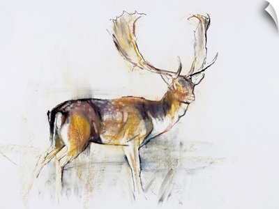 Study of a Stag