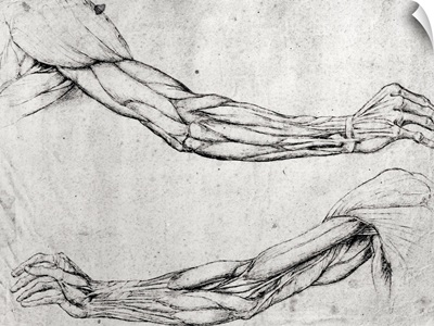 Study of Arms
