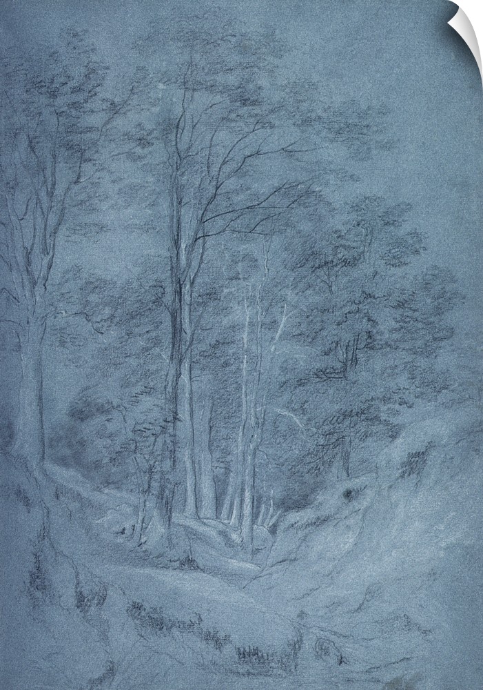 Study of ash and other trees