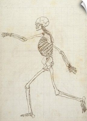 Study of the Human Figure, Lateral View