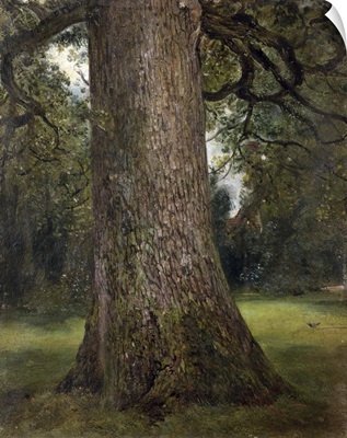 Study Of The Trunk Of An Elm Tree, 1821