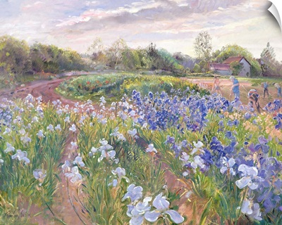 Sunsparkle on Irises, 1996