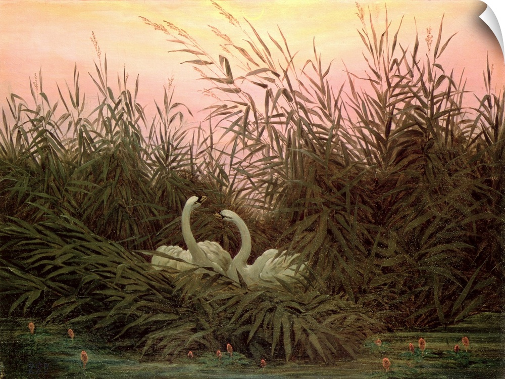 BAL196408 Swans in the Reeds, c.1820 (oil on canvas)  by Friedrich, Caspar David (1774-1840); 34x44 cm; Hermitage, St. Pet...