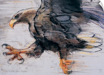 Talons - White tailed Sea Eagle, 2001