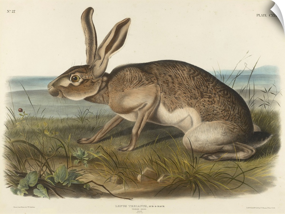 1848; Originally a hand-colored lithograph on woven paper.