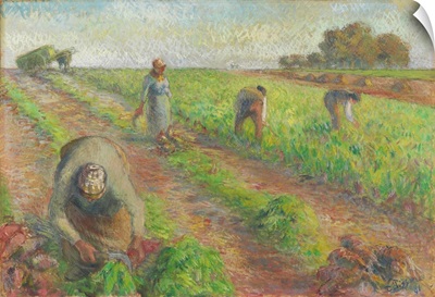 The Beet Harvest