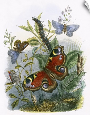 The Butterfly Vivarium