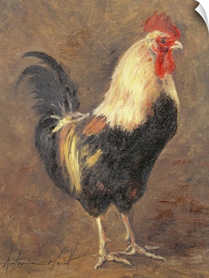 The Cockerel, 1999