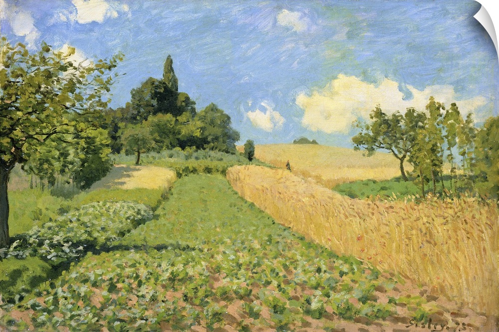 XKH148976 The Cornfield (near Argenteuil) (oil on canvas)  by Sisley, Alfred (1839-99); 50.5x73.1 cm; Hamburger Kunsthalle...